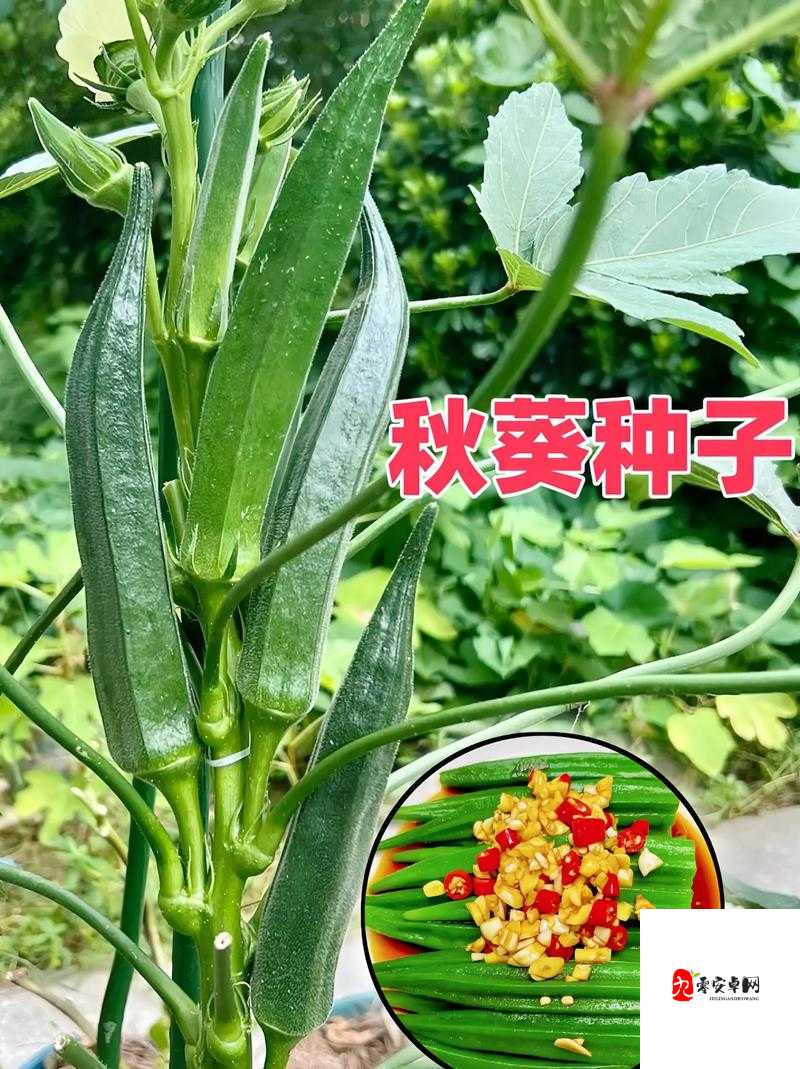 当水果与蔬菜相遇:草莓樱桃丝瓜秋葵榴莲黄瓜大全的奇妙世界