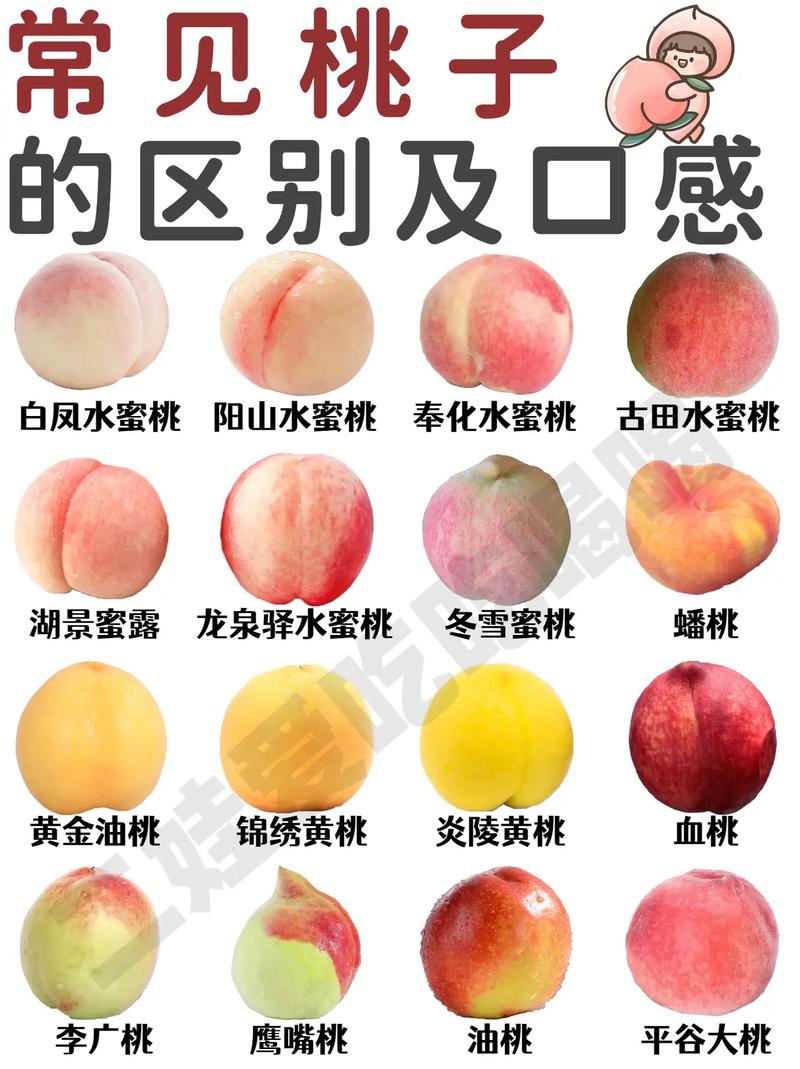 北京 18 号桃:个大味甜汁多口感佳的优良品种特点详述