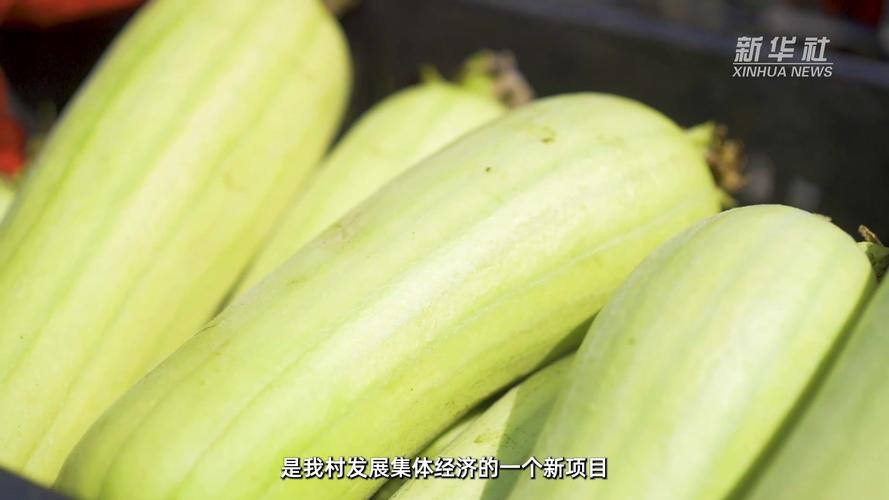 国产丝瓜视频在线:精彩内容不断,让你畅享视觉盛宴