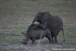 探索能看强奸动物过程的软件：揭秘其功能与使用场景，了解背后的技术原理与法律风险