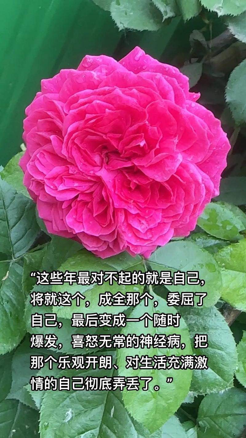 愿所有温柔的人都被善待,壁纸传递温情力量