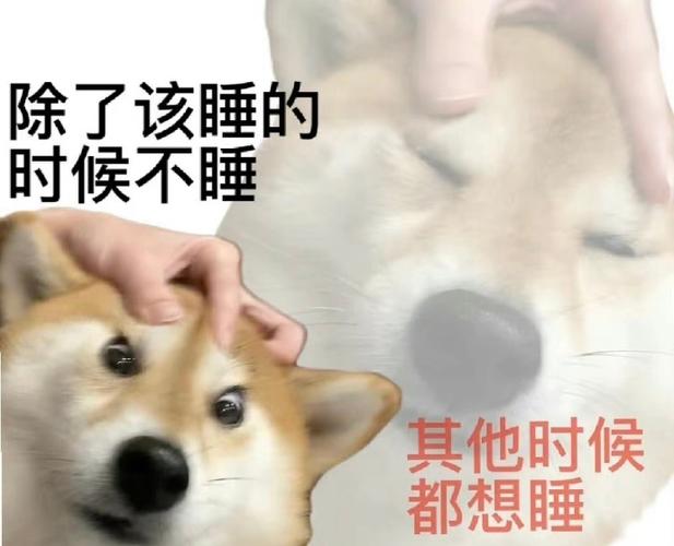 熬夜冠军什么梗?揭秘网络流行语的背后