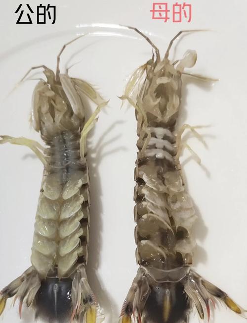 皮皮虾Pro和皮皮虾有什么区别,全面攻略指南