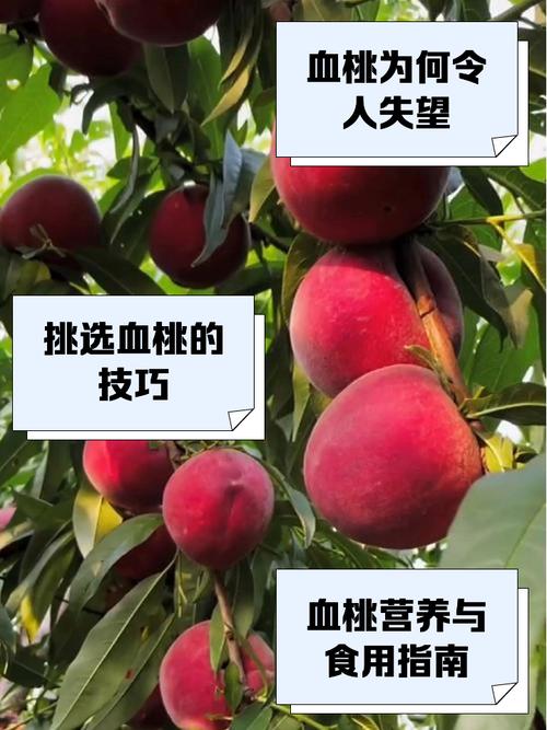 提问:www..com 红桃到底是什么?为何引发全网关注?快来一探究竟